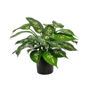Künstliche Dieffenbachia - Julius | 37 cm