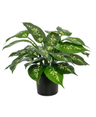 Künstliche Dieffenbachia - Julius | 37 cm