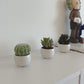 Succulentes artificielles Kaketeen 3 pièces - Bambo | 8 cm, pot en céramique blanc