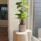 Philodendron artificiel - Phoebe | 80 cm