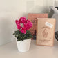 Cyclamen artificiel - Magdalena | 25 cm