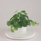 Künstlicher Geldbaum – Cassian | 24 cm