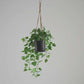 Künstlicher Hänge-Pothos – Melusine | 80 cm