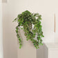 Saxifrage artificiel - Emanuel