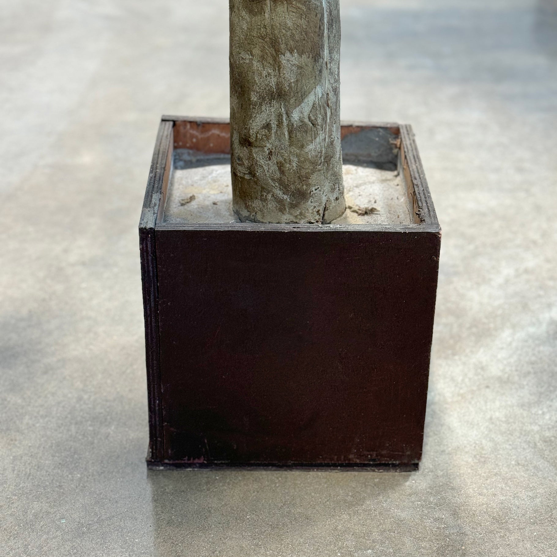 Künstlicher Ficus - Angela | 300 cm
