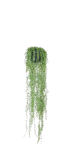 Künstliches Greiskraut - Karina auf transparentem Hintergrund mit echt wirkenden Kunstblättern. Diese Kunstpflanze gehört zur Gattung/Familie der "Greiskräuter" bzw. "Kunst-Greiskräuter".