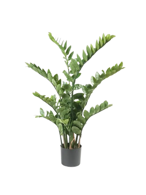 Künstliche Zamioculcas - Elena auf transparentem Hintergrund mit echt wirkenden Kunstblättern. Diese Kunstpflanze gehört zur Gattung/Familie der "Zamioculcas" bzw. "Kunst-Zamioculcas".