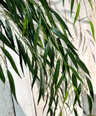 Künstlicher Weide Zweig - Bastian | 134 cm | Kunstpflanze von aplanta