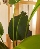 Strelitzia artificiel - Josephine | 230 cm