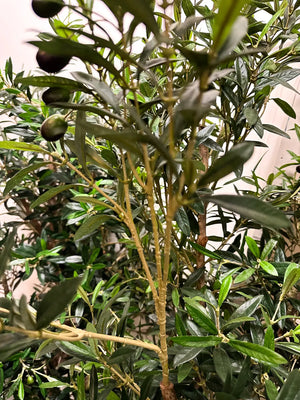 Künstlicher Olivenbaum - Ian | 120 cm | Kunstbaum von aplanta