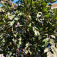 Künstlicher Ficus Baum - Nero, 315 cm, Kunstbaum von aplanta, mit Echtholzstamm, im schwarzen Topf, in Natur, für drinnen