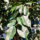 Künstlicher Ficus Baum - Nero, 315 cm, Kunstbaum von aplanta, mit Echtholzstamm, im schwarzen Topf, in Natur, für drinnen