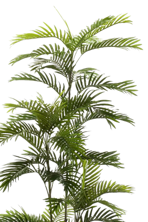 Künstliche Phoenix Palme - Kira | 195 cm auf transparentem Hintergrund, als Ausschnitt fotografiert, damit die Details der Kunstpflanze bzw. des Kunstbaums noch deutlicher zu erkennen sind.