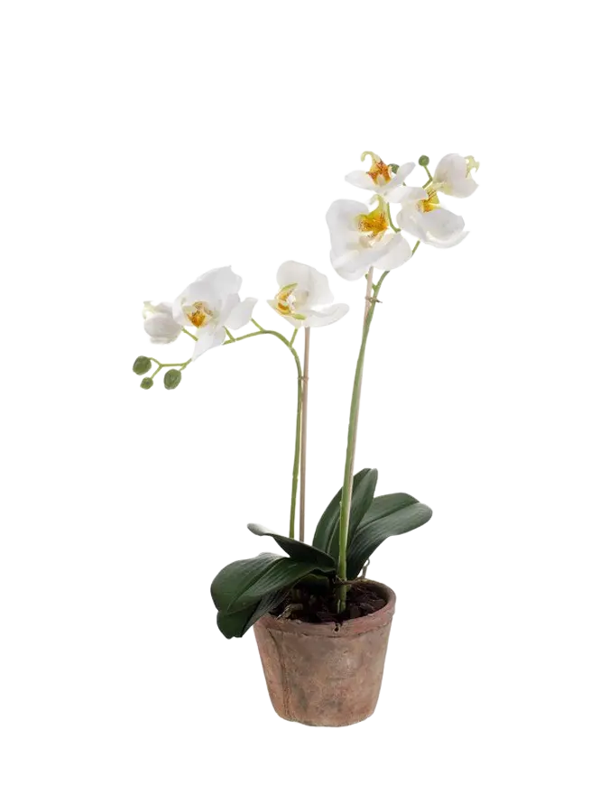 Künstliche Orchidee - Nika auf transparentem Hintergrund mit echt wirkenden Kunstblättern. Diese Kunstpflanze gehört zur Gattung/Familie der "Orchideen" bzw. "Kunst-Orchideen".