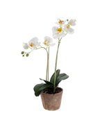 Künstliche Orchidee - Nika auf transparentem Hintergrund mit echt wirkenden Kunstblättern. Diese Kunstpflanze gehört zur Gattung/Familie der 