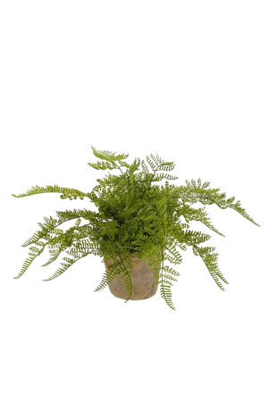 Künstlicher Waldfarn - Korbinian auf transparentem Hintergrund mit echt wirkenden Kunstblättern. Diese Kunstpflanze gehört zur Gattung/Familie der "Farne" bzw. "Kunst-Farne".