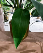 Künstliche Helikonie - Frida | 175 cm | Kunstbaum von aplanta