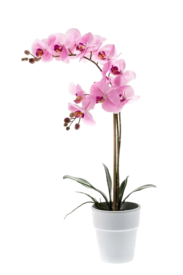 Hochwertige Orchidee künstlich auf transparentem Hintergrund mit echt wirkenden Kunstblättern in natürlicher Anordnung. Künstliche Orchidee - Dolores hat die Farbe Pink und ist 65 cm hoch. | aplanta Kunstpflanzen