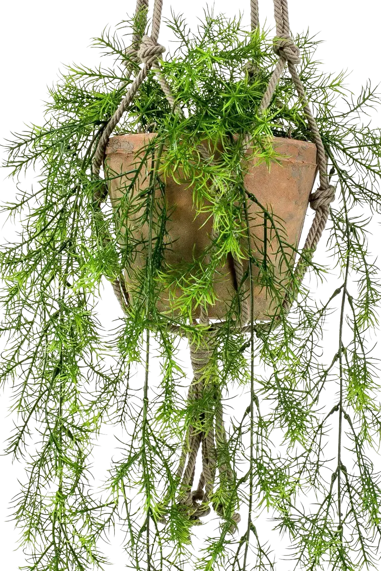 Künstlicher Hänge-Zierspargel - Klaas | 65 cm auf transparentem Hintergrund, als Ausschnitt fotografiert, damit die Details der Kunstpflanze bzw. des Kunstbaums noch deutlicher zu erkennen sind.