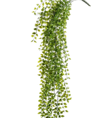 Künstlicher Hänge-Kletterficus - Keno auf transparentem Hintergrund mit echt wirkenden Kunstblättern. Diese Kunstpflanze gehört zur Gattung/Familie der 