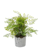 Künstlicher Pfauenrad-Farn - Euphelia auf transparentem Hintergrund mit echt wirkenden Kunstblättern in natürlicher Anordnung. Künstlicher Pfauenrad-Farn - Euphelia hat die Farbe Natur und ist 30 cm hoch. | aplanta Kunstpflanzen