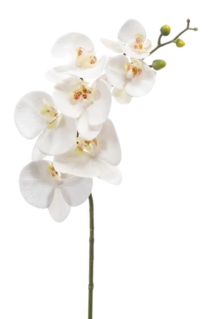 Hochwertige Orchidee künstlich auf transparentem Hintergrund mit echt wirkenden Kunstblättern in natürlicher Anordnung. Künstliche Orchidee - Cattley hat die Farbe Natur und ist 83 cm hoch. | aplanta Kunstpflanzen