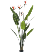 Künstliche Strelitzia - Christian auf transparentem Hintergrund mit echt wirkenden Kunstblättern. Diese Kunstpflanze gehört zur Gattung/Familie der 