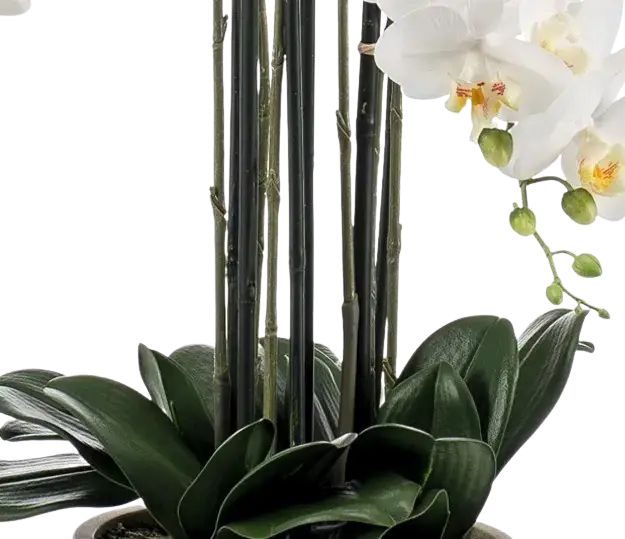 Künstliche Orchidee - Louisa | 100 cm auf transparentem Hintergrund, als Ausschnitt fotografiert, damit die Details der Kunstpflanze bzw. des Kunstbaums noch deutlicher zu erkennen sind.
