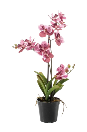 Künstliche Vanda - Liam auf transparentem Hintergrund mit echt wirkenden Kunstblättern. Diese Kunstpflanze gehört zur Gattung/Familie der "Orchideen" bzw. "Kunst-Orchideen".