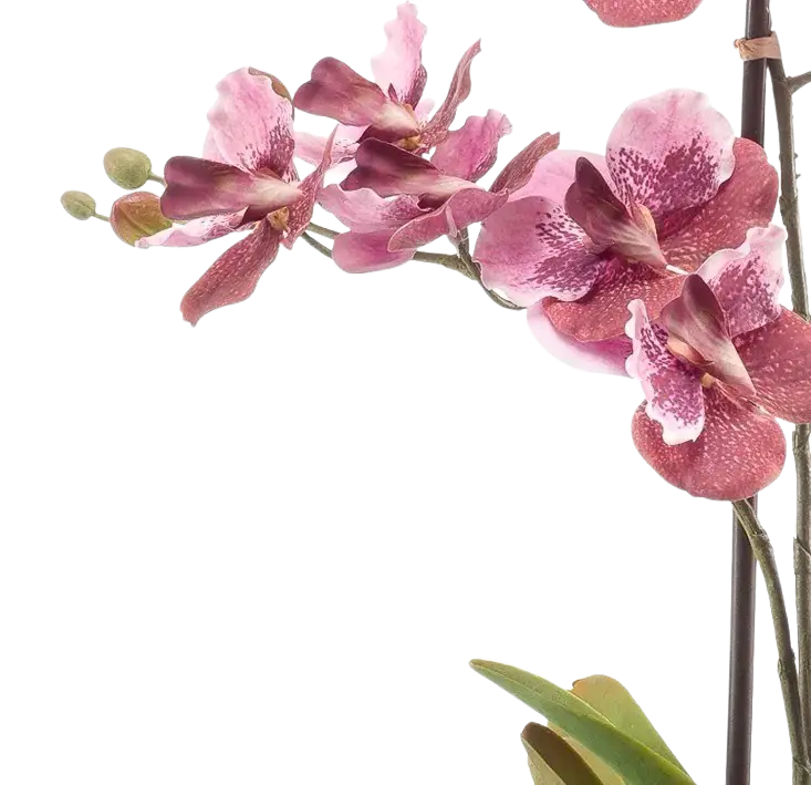 Künstliche Vanda - Liam | 60 cm auf transparentem Hintergrund, als Ausschnitt fotografiert, damit die Details der Kunstpflanze bzw. des Kunstbaums noch deutlicher zu erkennen sind.