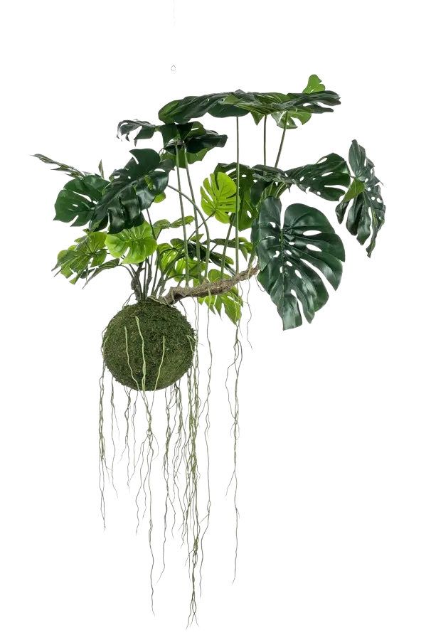 Hochwertige Monstera Kunstpflanze auf transparentem Hintergrund mit echt wirkenden Kunstblättern in natürlicher Anordnung. Künstlicher Hänge Monstera Moos Ball - Julian hat die Farbe Natur und hat eine Höhe von 80 cm | aplanta Kunstpflanzen