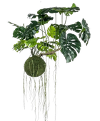 Hochwertige Monstera Kunstpflanze auf transparentem Hintergrund mit echt wirkenden Kunstblättern in natürlicher Anordnung. Künstlicher Hänge Monstera Moos Ball - Julian hat die Farbe Natur und hat eine Höhe von 80 cm | aplanta Kunstpflanzen