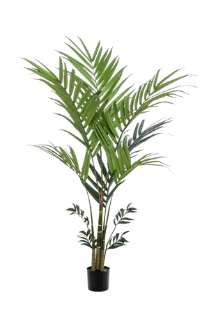 Hochwertige Kunstpalme auf transparentem Hintergrund mit echt wirkenden Kunstblättern in natürlicher Anordnung. Künstliche Kentia Palme - Nathalie hat die Farbe Natur und ist 180 cm hoch. | aplanta Kunstpflanzen