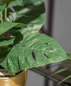Arbuste artificiel Monstera - Lotte | 30 cm