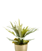 Künstlicher Geweihfarn - Rudolf auf transparentem Hintergrund mit echt wirkenden Kunstblättern in natürlicher Anordnung. Künstlicher Geweihfarn - Rudolf hat die Farbe Natur und ist 38 cm hoch. | aplanta Kunstpflanzen