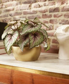 Bégonia artificiel - Georg | 25 cm