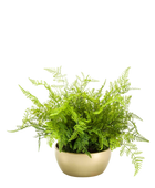 Künstlicher Farn - Gustav auf transparentem Hintergrund mit echt wirkenden Kunstblättern in natürlicher Anordnung. Künstlicher Farn - Gustav hat die Farbe Natur und ist 40 cm hoch. | aplanta Kunstpflanzen