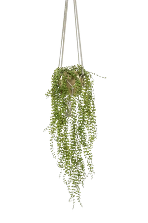 Hochwertige künstliche Hängepflanze auf transparentem Hintergrund mit echt wirkenden Kunstblättern in natürlicher Anordnung. Künstliche Kletterfeige - Hagrid hat die Farbe Natur und ist 100 cm hoch. | aplanta Kunstpflanzen