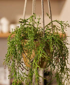 Rhipsalis artificiel - Karla | 90 cm