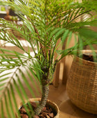 Palmier de montagne artificiel - Nelly | 85 cm