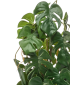 Künstliche Monstera - Luise | 75 cm auf transparentem Hintergrund, als Ausschnitt fotografiert, damit die Details der Kunstpflanze bzw. des Kunstbaums noch deutlicher zu erkennen sind.