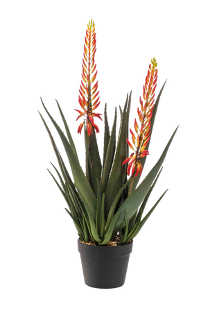 Künstliche Aloe - Paulina auf transparentem Hintergrund mit echt wirkenden Kunstblättern. Diese Kunstpflanze gehört zur Gattung/Familie der "Aloen" bzw. "Kunst-Aloen".