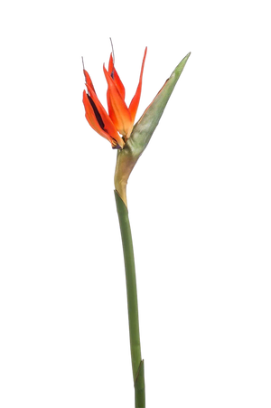 Hochwertige Kunstpflanze | Künstlicher Strelitzia Zweig - Olga | 85 cm von 🌱aplanta