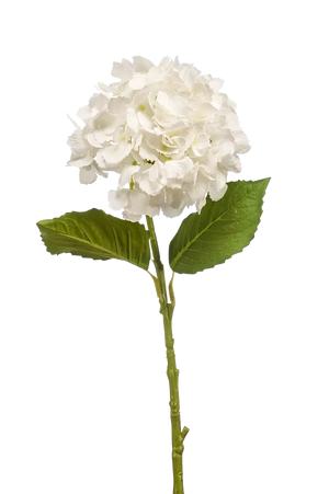 Hochwertige Hortensie künstlich auf transparentem Hintergrund mit echt wirkenden Kunstblättern in natürlicher Anordnung. Künstliche Hortensie - Sinti hat die Farbe Natur und ist 52 cm hoch. | aplanta Kunstpflanzen