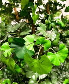 Künstlicher Gingko - Tamino | 210 cm | Kunstbaum von aplanta
