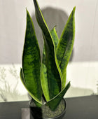 Sanseveria artificiel - Lisias | 40 cm
