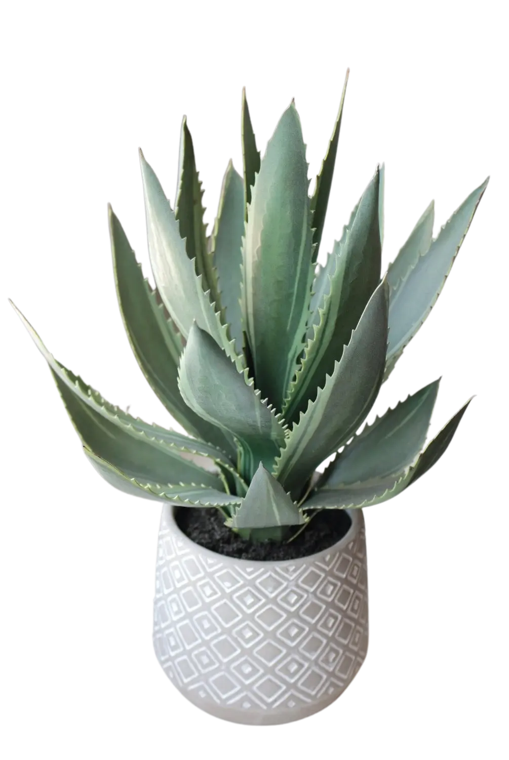 Künstliche Aloe - Jacky auf transparentem Hintergrund mit echt wirkenden Kunstblättern in natürlicher Anordnung. Künstliche Aloe - Jacky hat die Farbe Natur und ist 33 cm hoch. | aplanta Kunstpflanzen