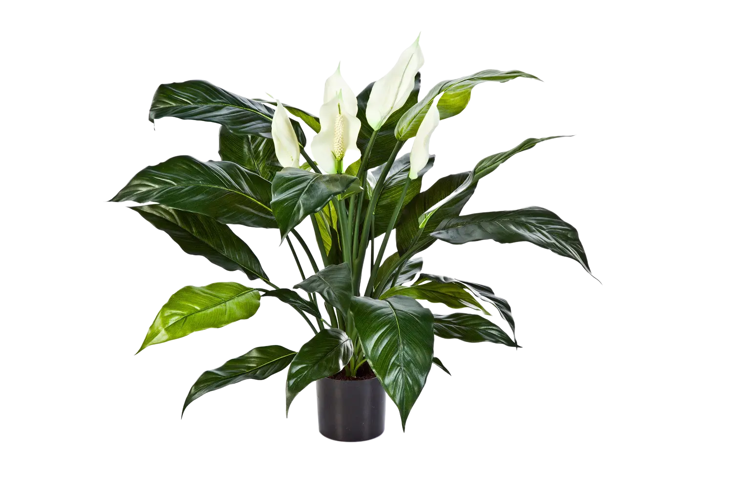 Künstliche Spathiphyllum - Big-Luna auf transparentem Hintergrund mit echt wirkenden Kunstblättern. Diese Kunstpflanze gehört zur Gattung/Familie der "Spathiphyllums" bzw. "Kunst-Spathiphyllums".