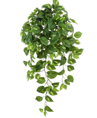 Hochwertige künstliche Hängepflanze auf transparentem Hintergrund mit echt wirkenden Kunstblättern in natürlicher Anordnung. Künstlicher Hänge-Pothos - Bella hat die Farbe Natur und ist 85 cm hoch. | aplanta Kunstpflanzen