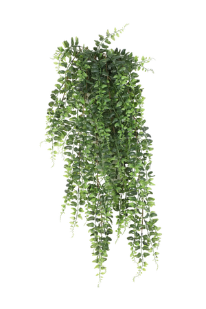 Hochwertige künstliche Hängepflanze auf transparentem Hintergrund mit echt wirkenden Kunstblättern in natürlicher Anordnung. Künstlicher Schwertfarn - Elisabeth hat die Farbe Natur und ist 75 cm hoch. | aplanta Kunstpflanzen